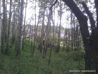 gala del Picchio-23-05-2014 22-58-46